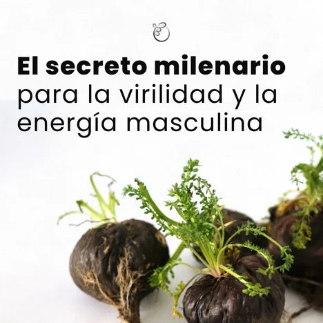 MACA